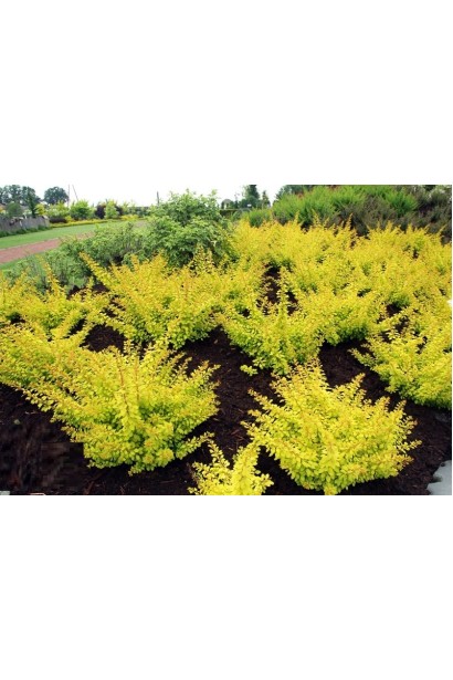 Барбарис тунберга Голден Карпет | Berberis thunbergii Golden Carpet